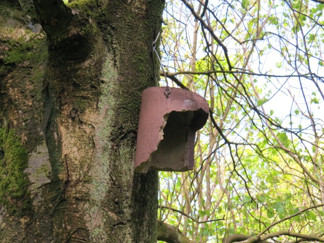 Nest Box - Hogganfield Park LNR