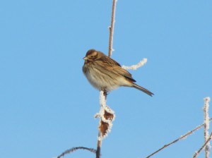 Female Reed Bunting (copyright Jim Coyle)