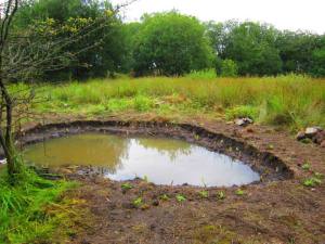 Commonhead Moss - finished pond and hibernacula