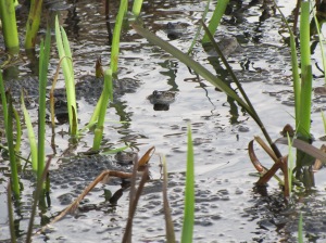 Common Frogs - Hogganfield Park