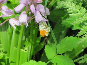 Male Orange Tip butterfly, 9 May 2014