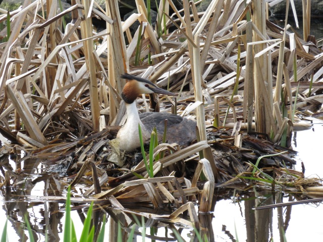 Great Crested Grebe on nest (copyright Jim Coyle)